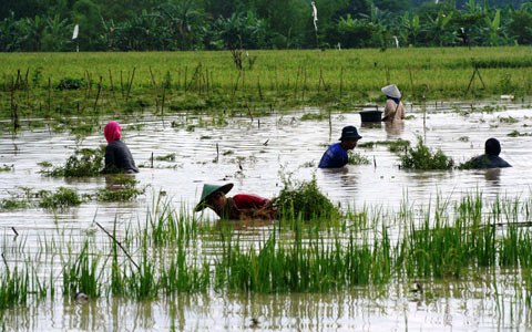 Banjir Hantam 302.170 Hektar Lahan Padi